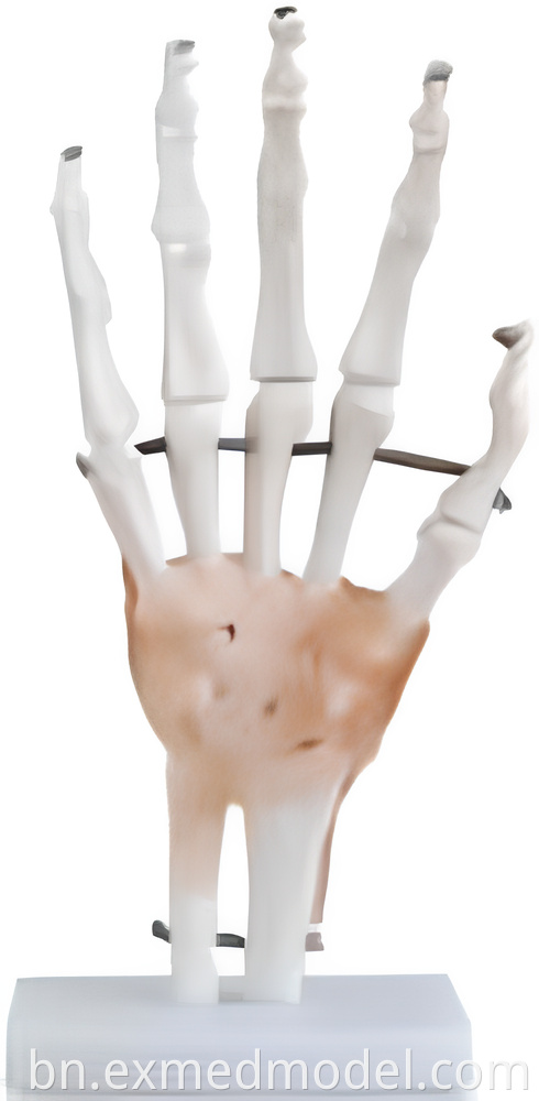 Life-size Hand Joint with Ligaments